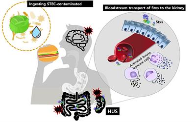 Recent Updates on Outbreaks of Shiga Toxin-Producing Escherichia coli and Its Potential Reservoirs